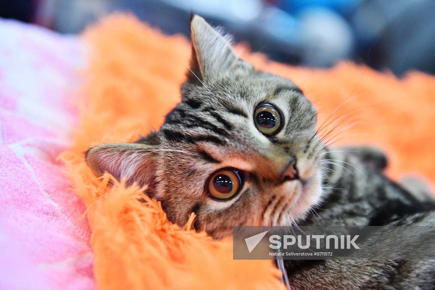 Russia Cat Show