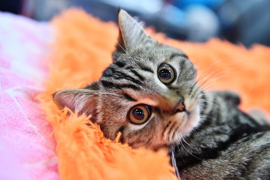 Russia Cat Show
