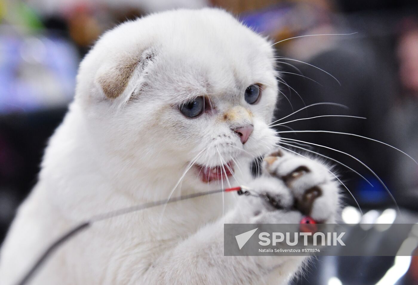 Russia Cat Show