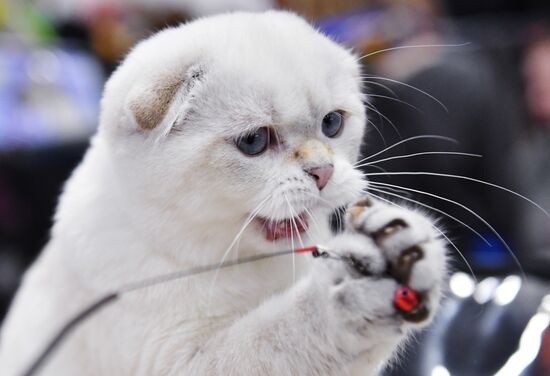 Russia Cat Show