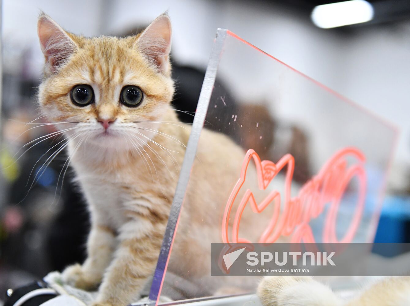 Russia Cat Show