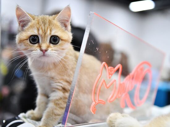 Russia Cat Show