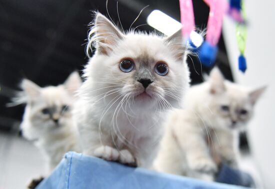 Russia Cat Show