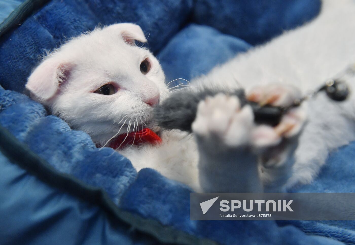 Russia Cat Show