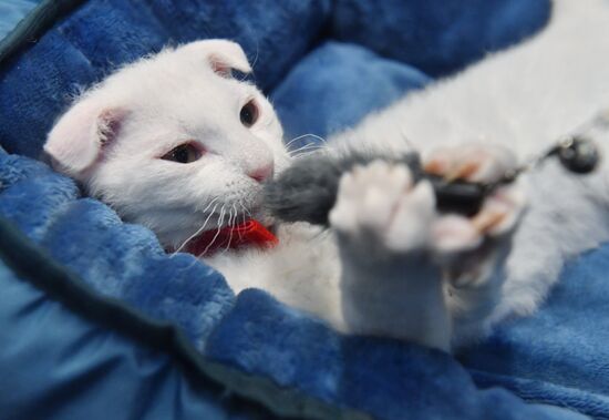 Russia Cat Show