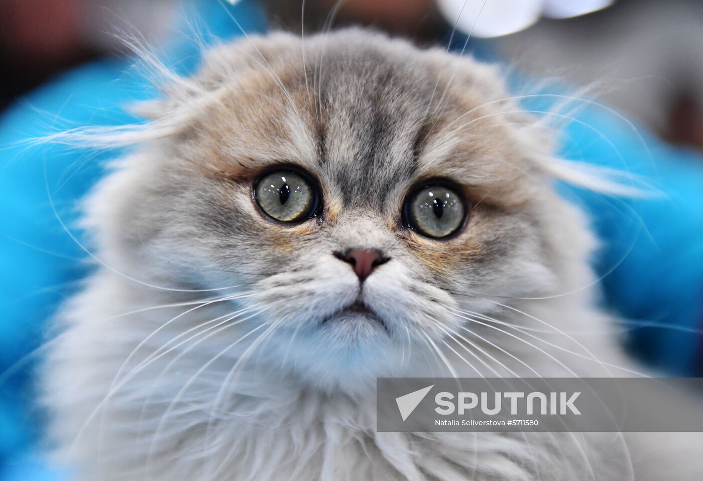 Russia Cat Show