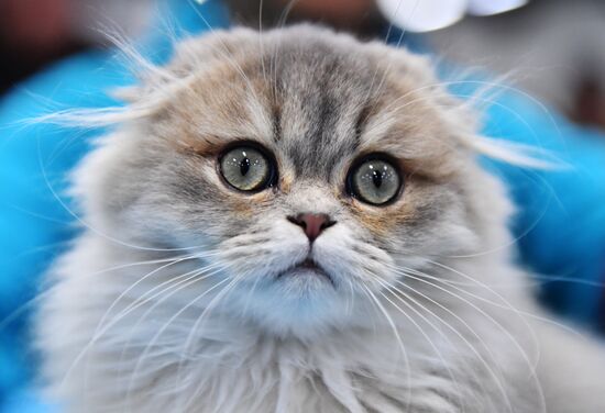 Russia Cat Show