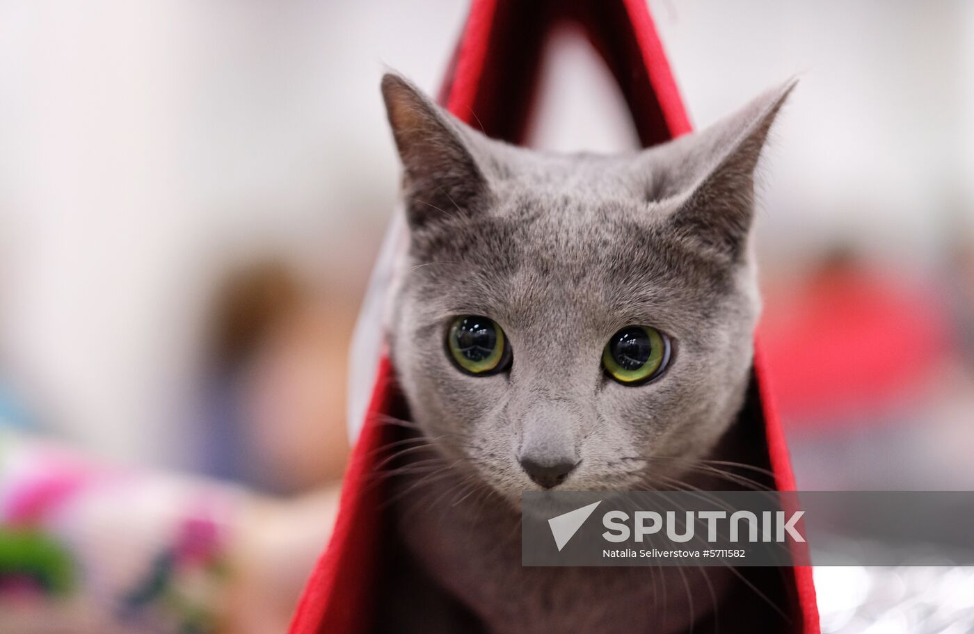 Russia Cat Show