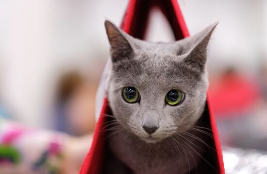 Russia Cat Show