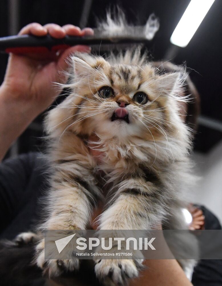 Russia Cat Show