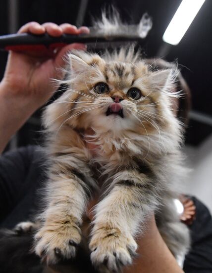 Russia Cat Show