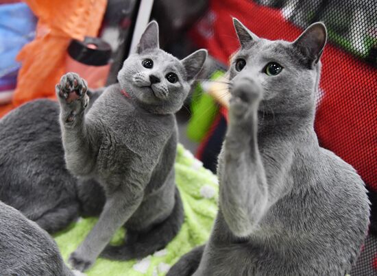 Russia Cat Show