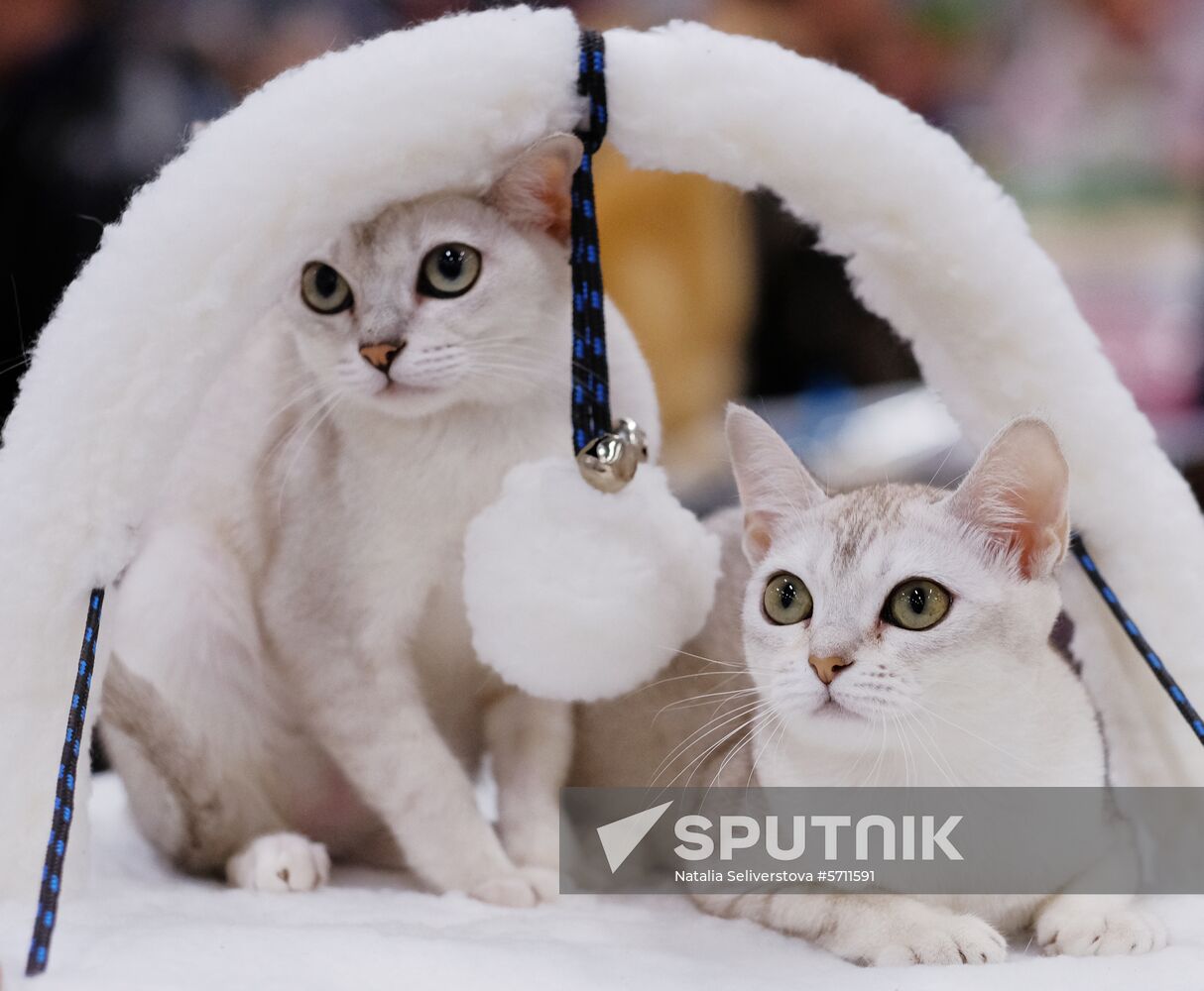 Russia Cat Show