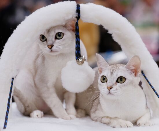 Russia Cat Show