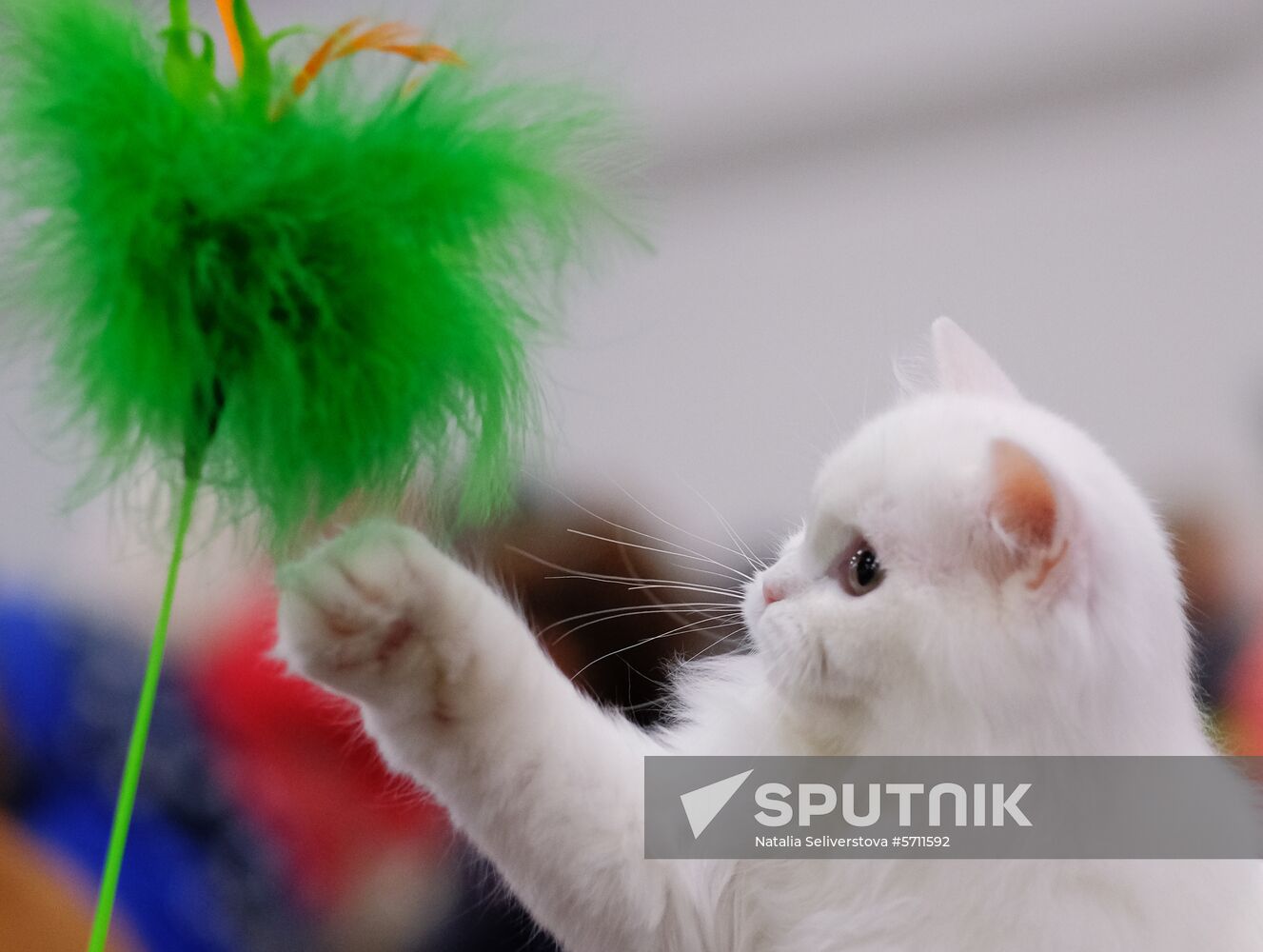 Russia Cat Show