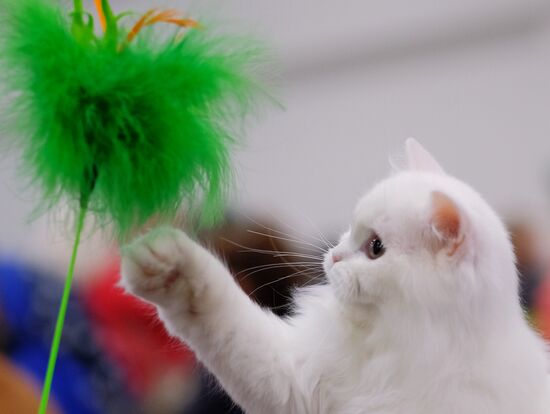 Russia Cat Show