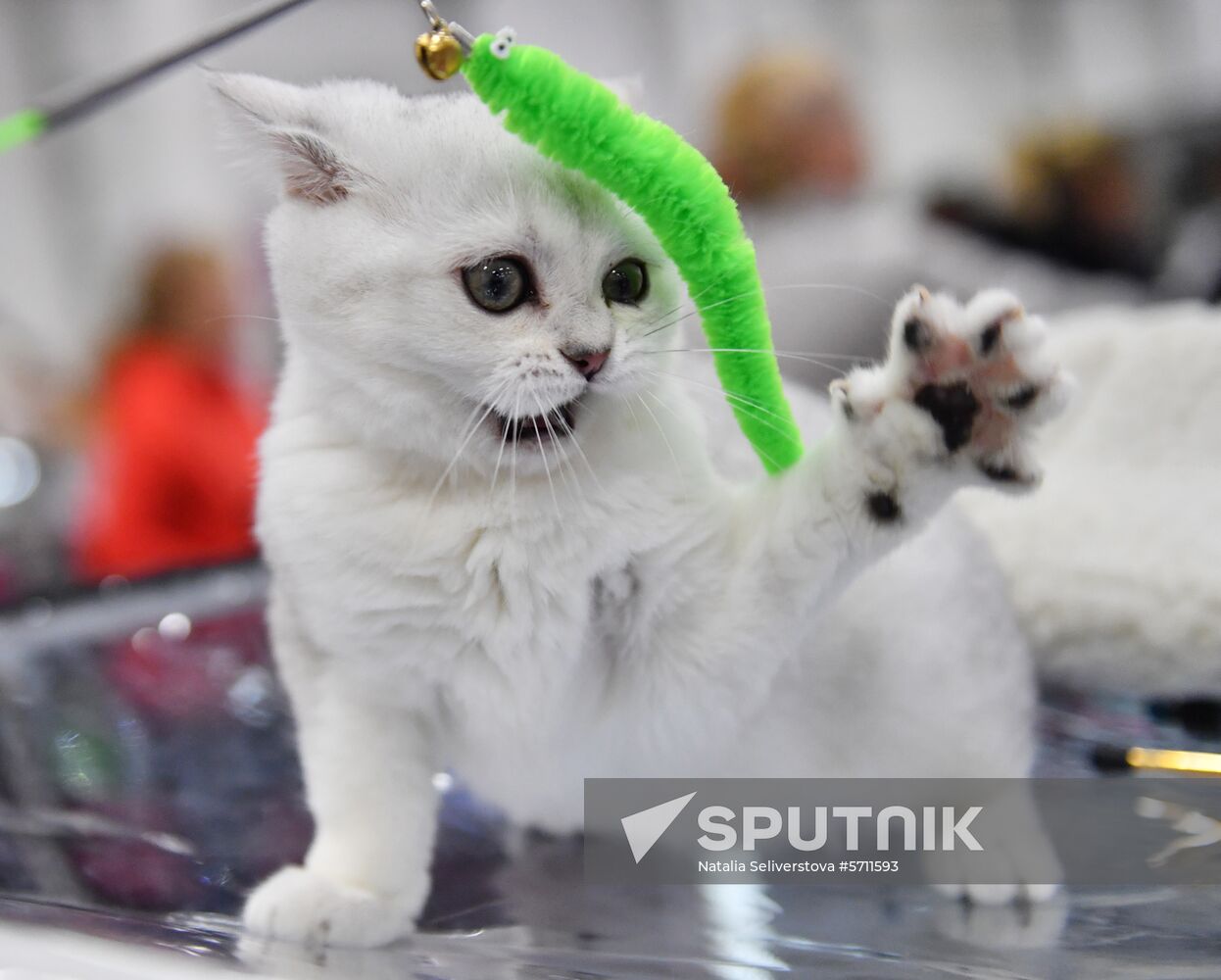 Russia Cat Show