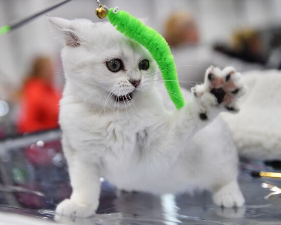 Russia Cat Show