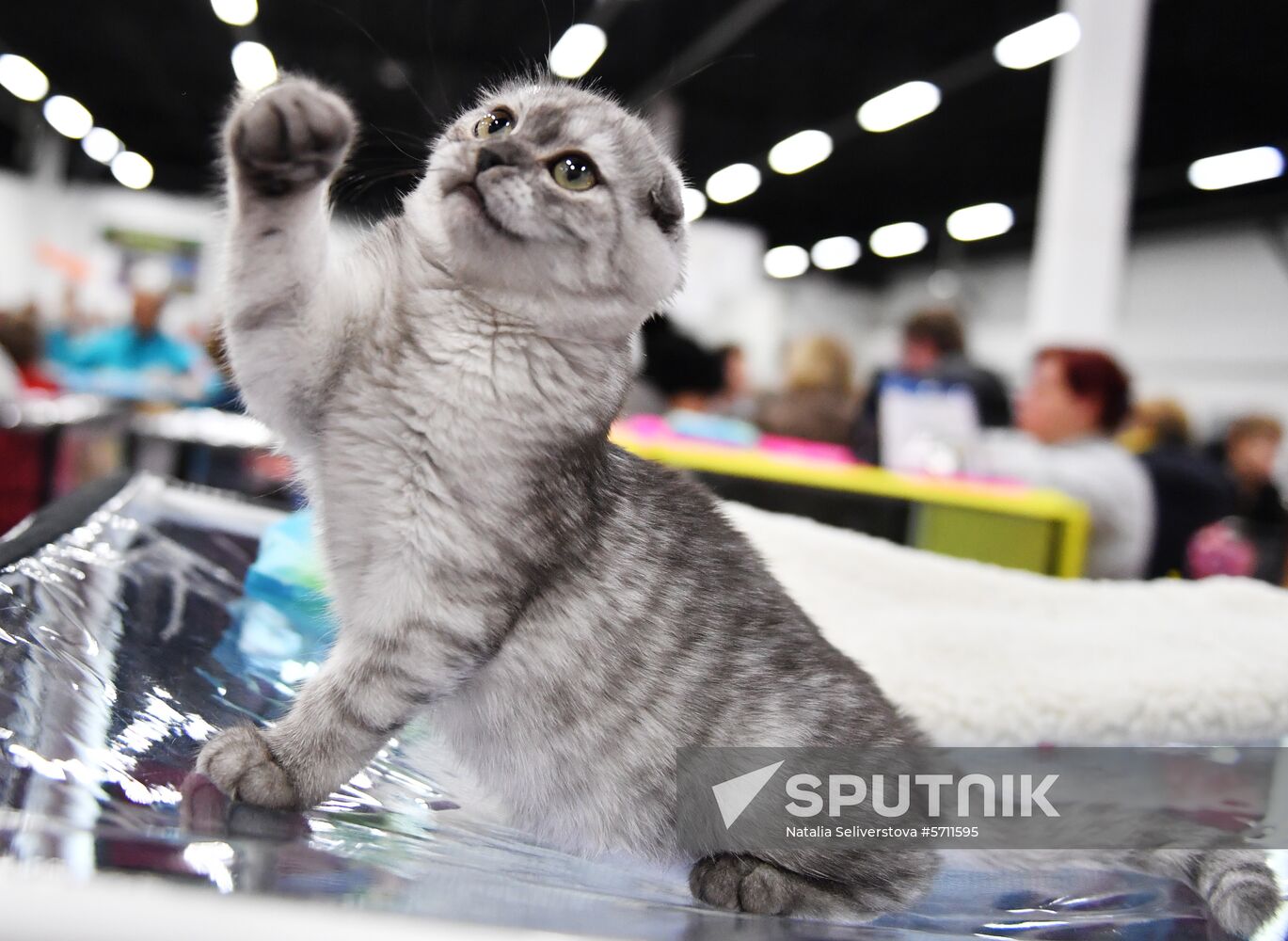 Russia Cat Show