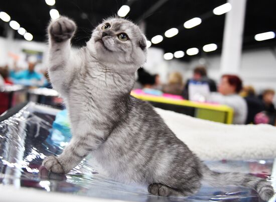 Russia Cat Show