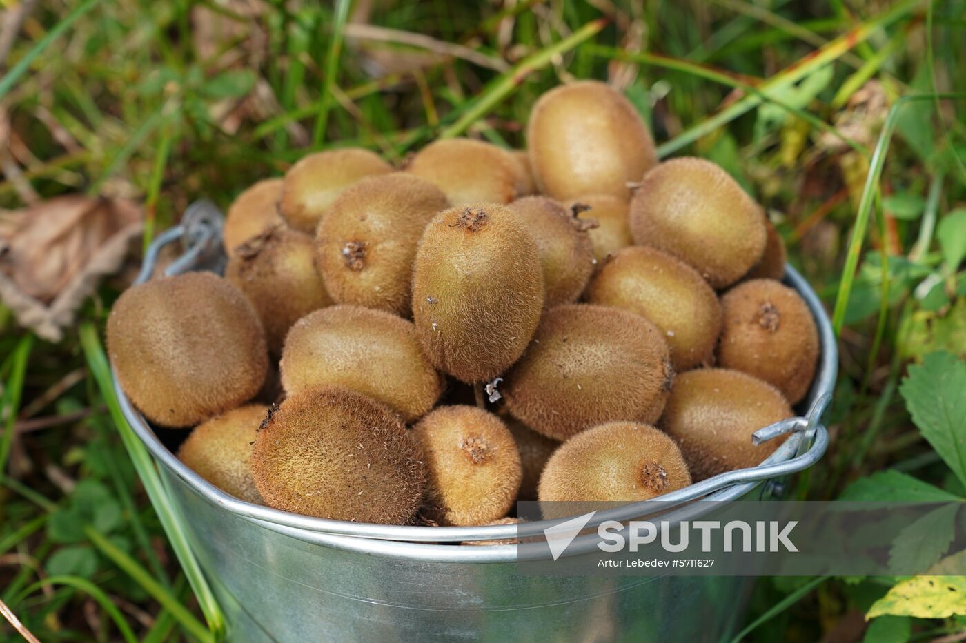 Russia Kiwi Fruit Harvest