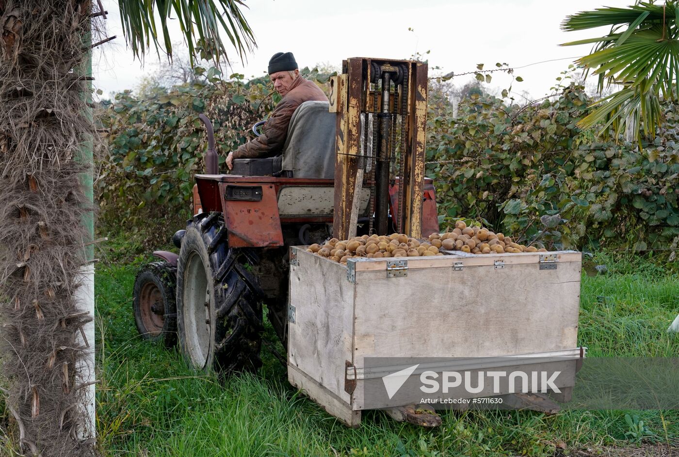 Russia Kiwi Fruit Harvest