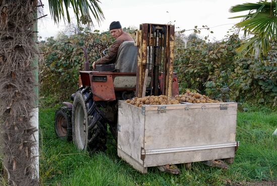 Russia Kiwi Fruit Harvest