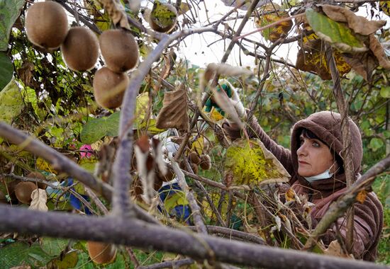 Russia Kiwi Fruit Harvest