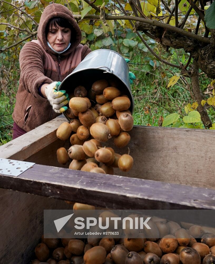 Russia Kiwi Fruit Harvest