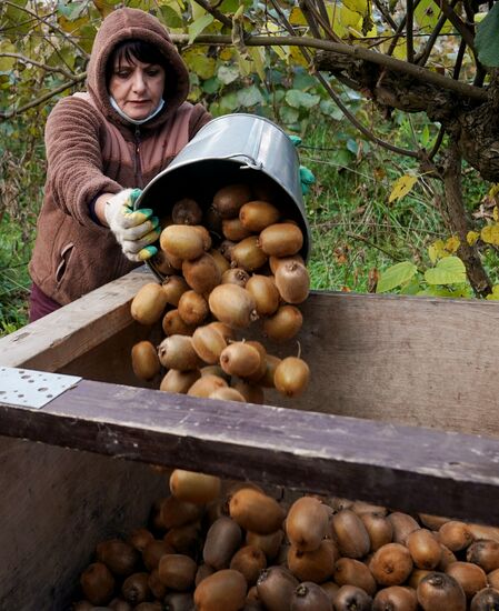 Russia Kiwi Fruit Harvest