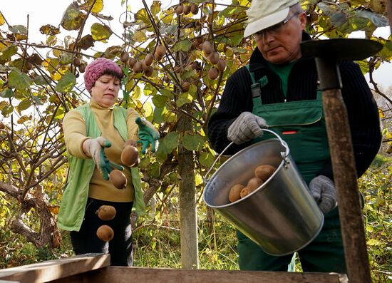 Russia Kiwi Fruit Harvest