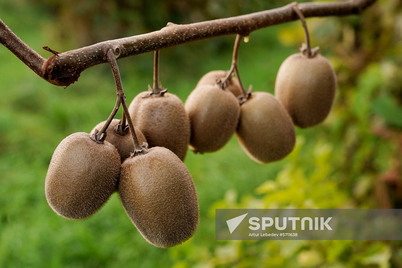 Russia Kiwi Fruit Harvest