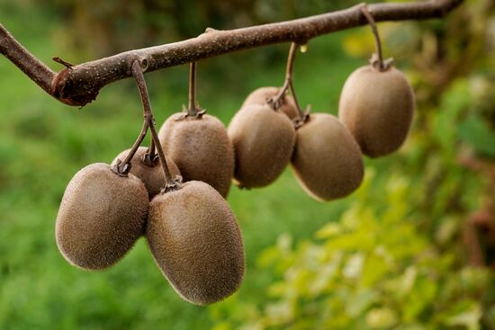 Russia Kiwi Fruit Harvest