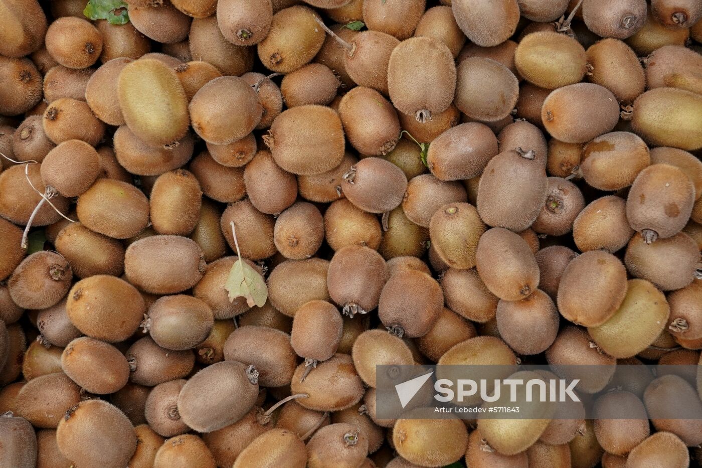 Russia Kiwi Fruit Harvest