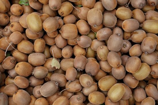 Russia Kiwi Fruit Harvest
