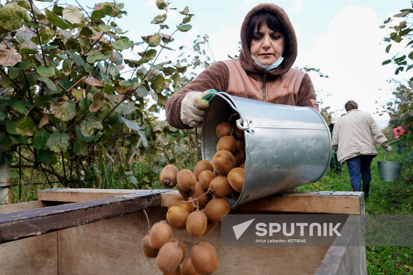 Russia Kiwi Fruit Harvest