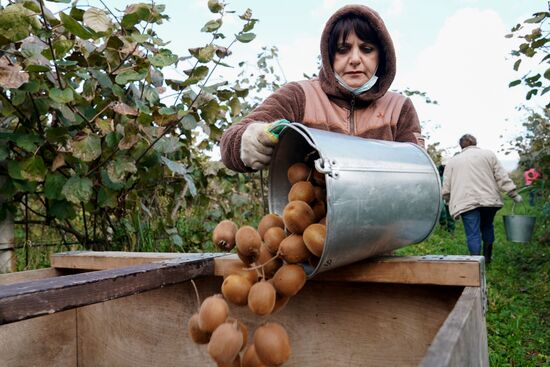Russia Kiwi Fruit Harvest