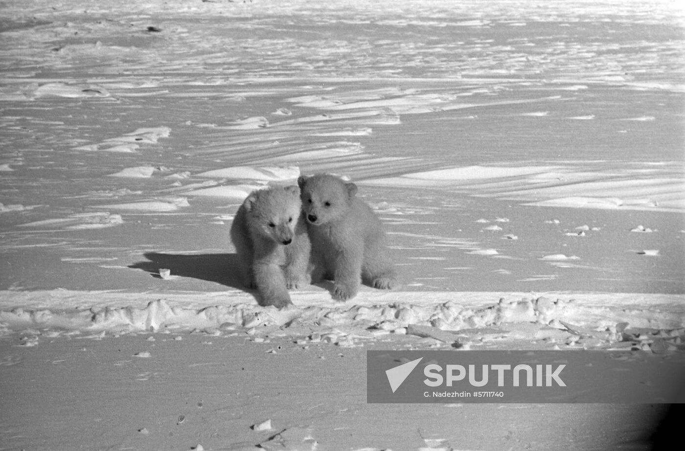 Wrangel Island