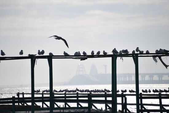 Russia Ukraine Ships