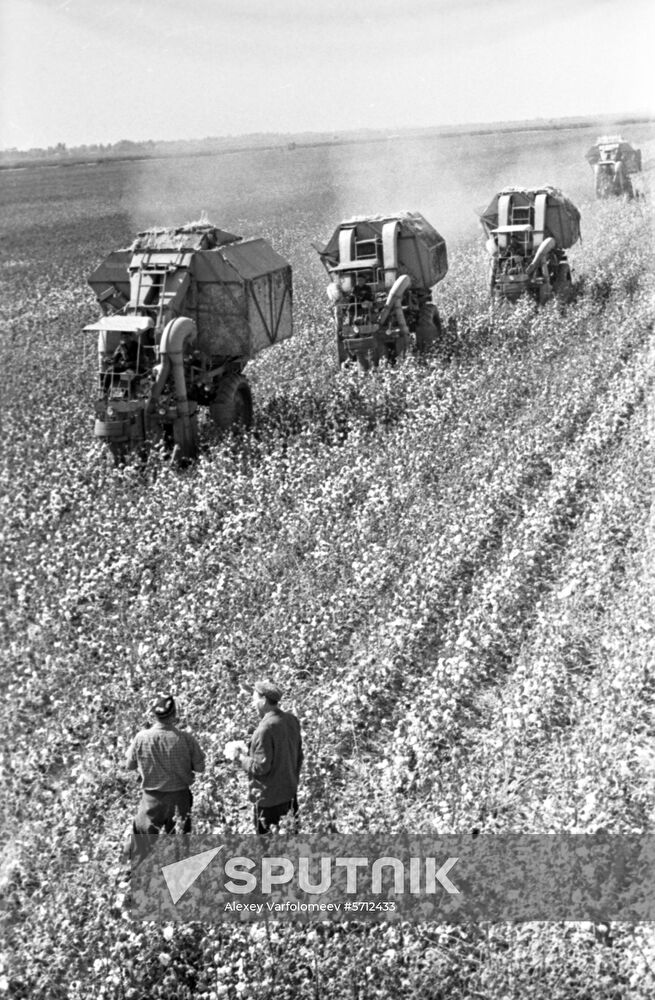 Harvesting cotton in Uzbekistan