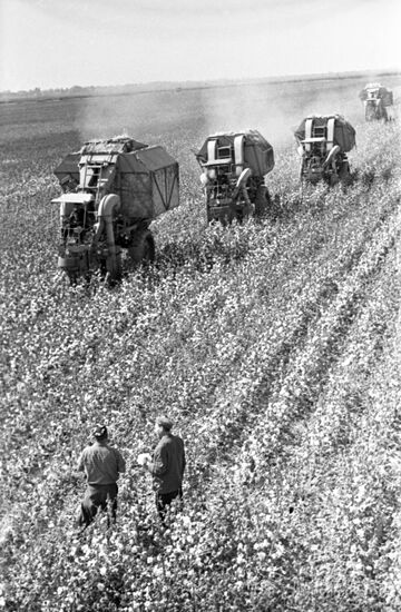 Harvesting cotton in Uzbekistan