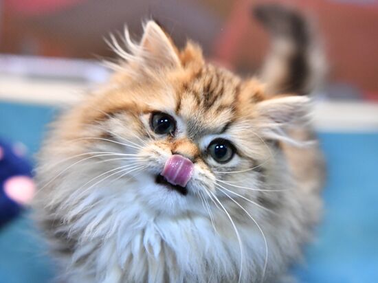 Russia Cat Show