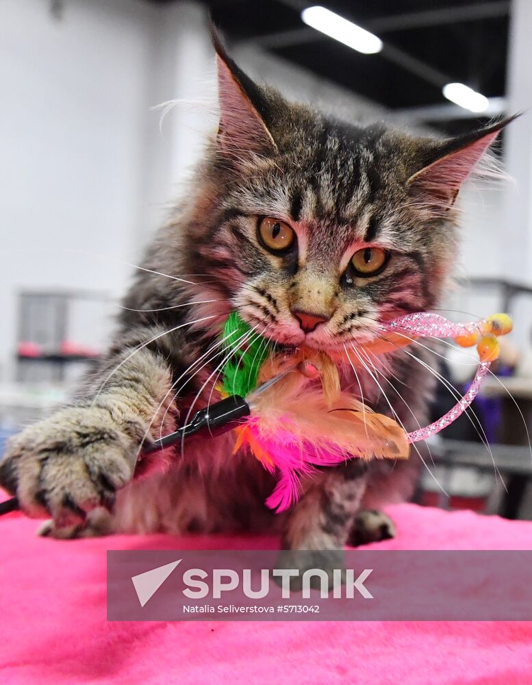 Russia Cat Show