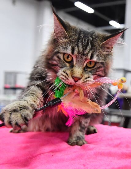 Russia Cat Show