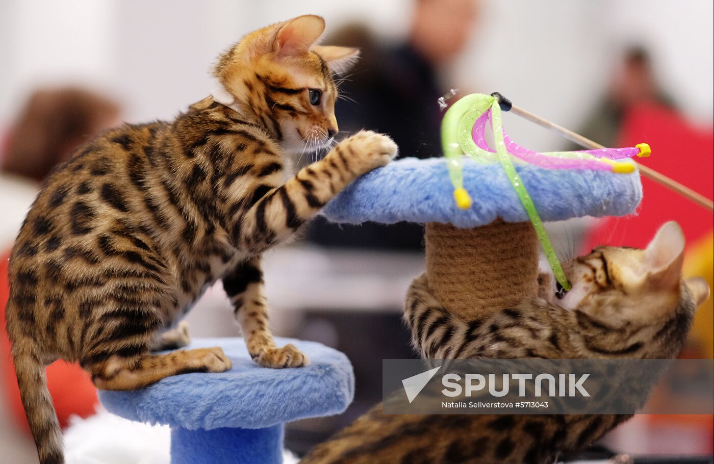 Russia Cat Show