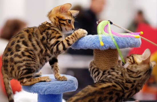 Russia Cat Show