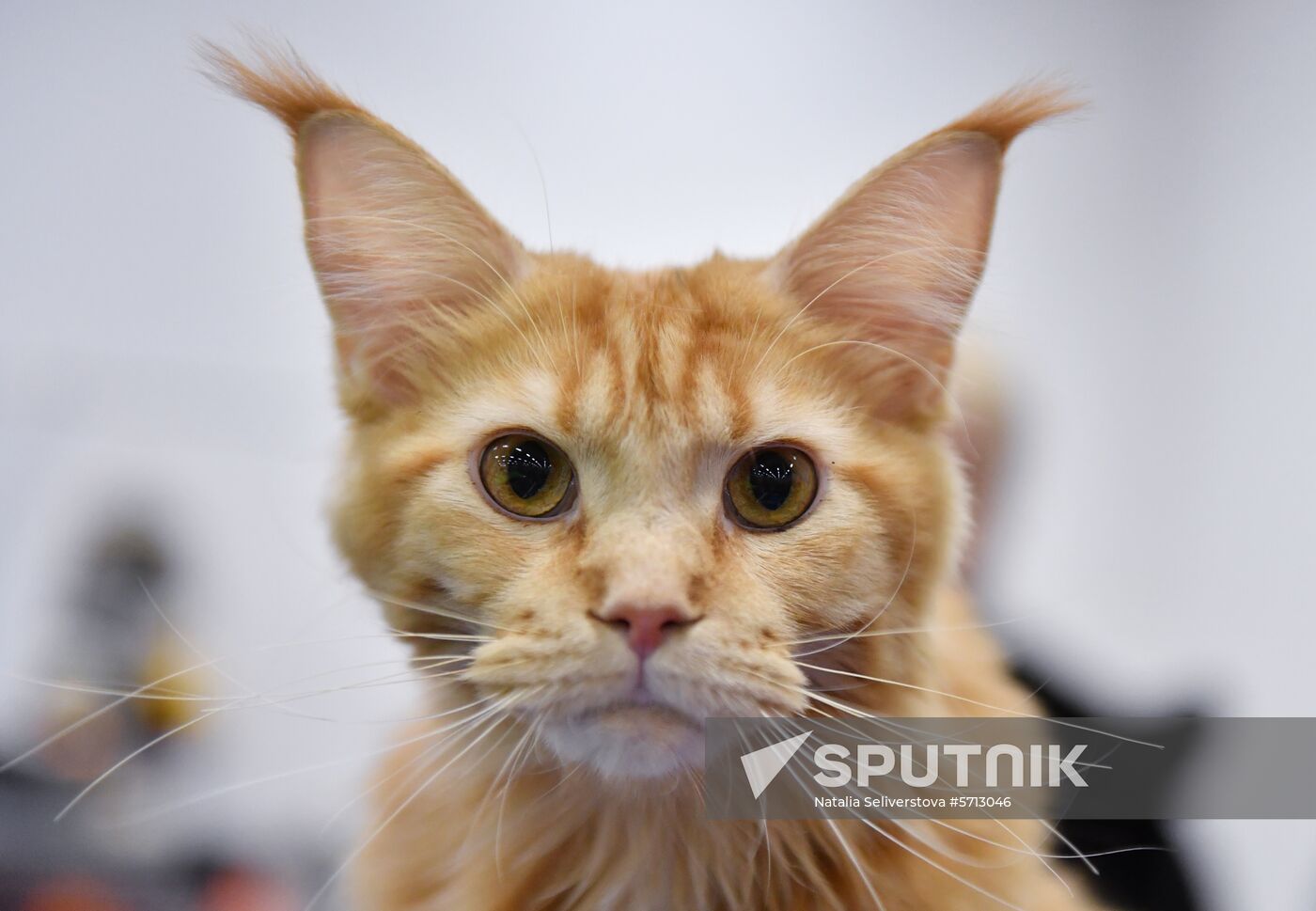 Russia Cat Show