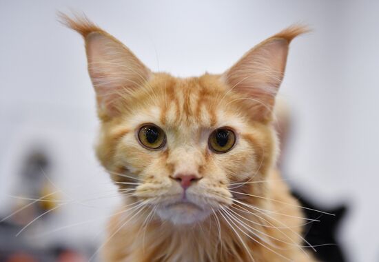 Russia Cat Show