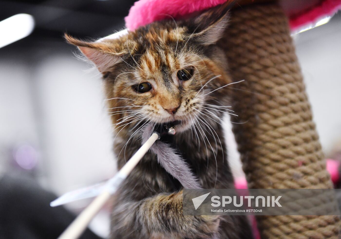 Russia Cat Show