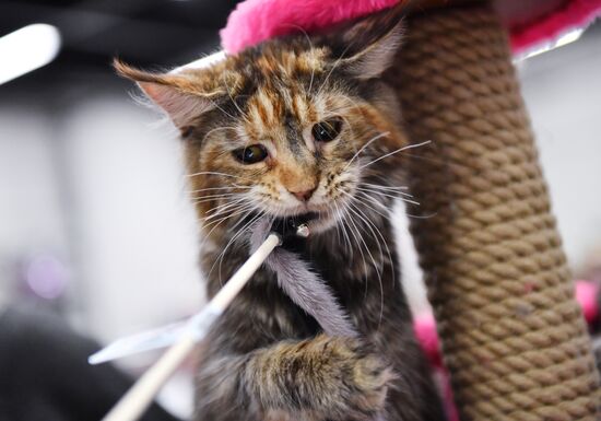 Russia Cat Show